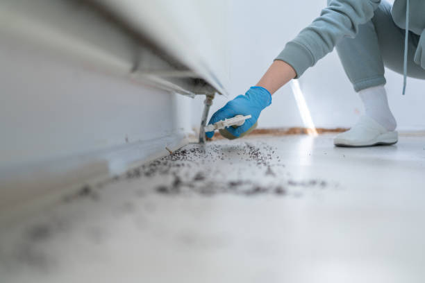 Best Affordable Pest Control Services  in Bear Creek, FL